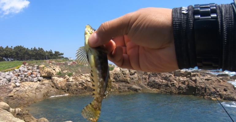 青岛附近钓鱼技巧（探索青岛沿海丰富的钓鱼资源）  第1张