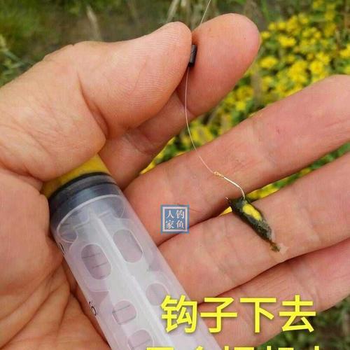 青苔钓鱼的技巧与方法（青苔钓鱼的利与弊）  第2张