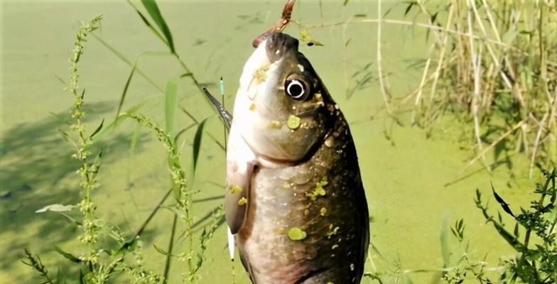 清明后钓鱼，饵料技巧大揭秘（提升钓鱼成功率的关键技巧）  第3张