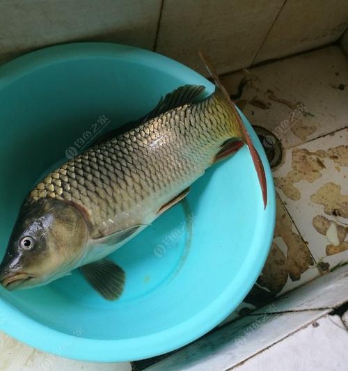 清明时节野钓鲤鱼的技巧（掌握鲤鱼喜好）  第1张