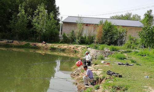 秋冬池塘钓鱼技巧（大陆植被丰富）  第2张