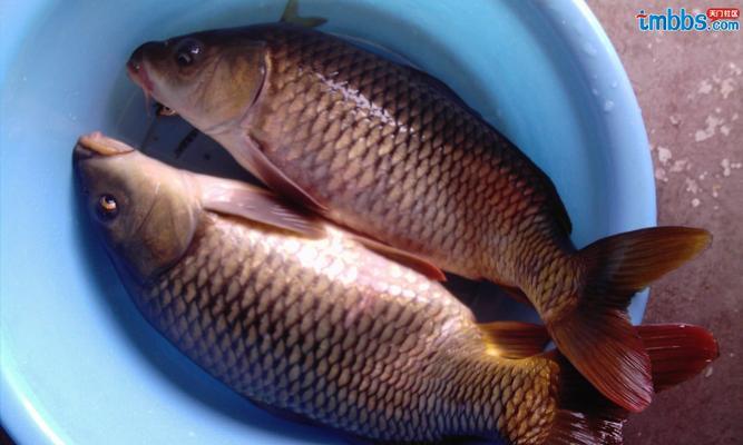 秋冬海竿野钓鲤鱼技巧（海竿钓鲤鱼技巧）  第2张