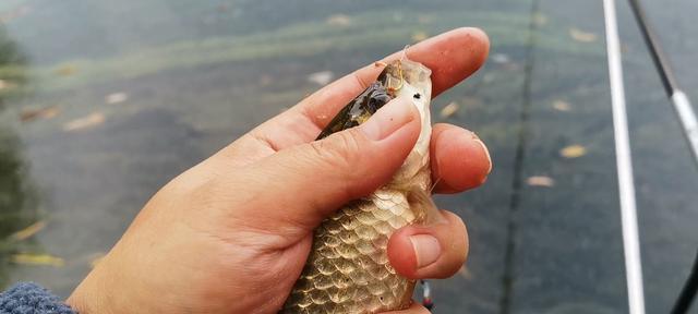 秋冬季节钓鱼的技巧与方法（挑战寒冷）  第2张