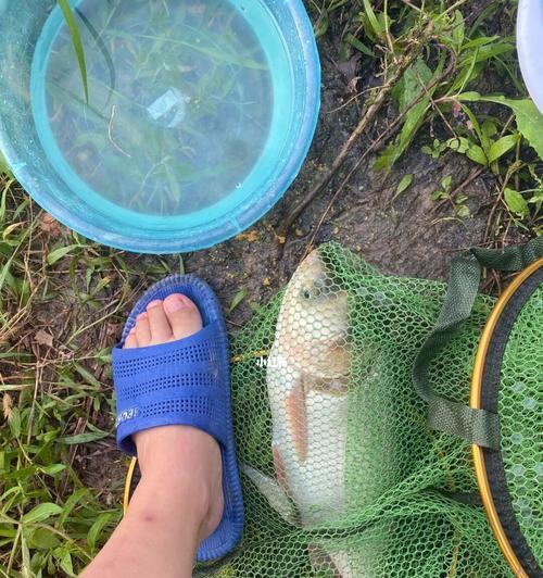 秋冬季节河流钓鱼技巧（探秘河流钓鱼技巧）  第3张