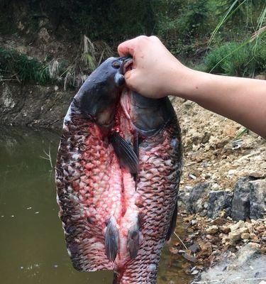 垂钓鳊鱼的高效技巧（掌握垂钓鳊鱼的捕鱼技巧）  第1张