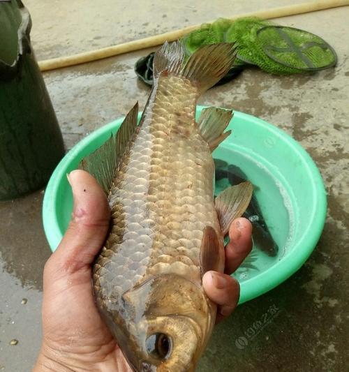 深水沙坑斜坡钓鱼技巧（掌握斜坡钓鱼技巧）  第1张