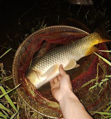 夜钓鲤鱼技巧（以石斑鱼为诱饵）  第1张