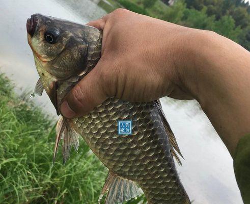 水库钓野生草鱼的技巧与方法（揭秘水库钓野生草鱼的高效技巧）  第1张