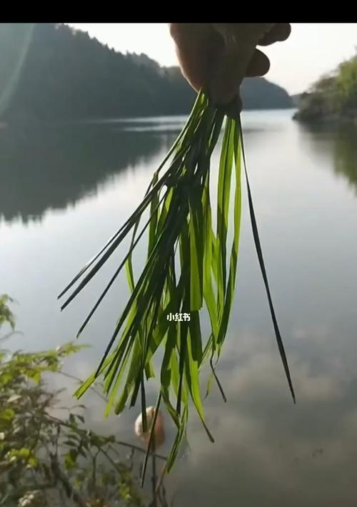 夏日流水钓鱼的技巧（以天热流水为基础的钓鱼技巧）  第1张