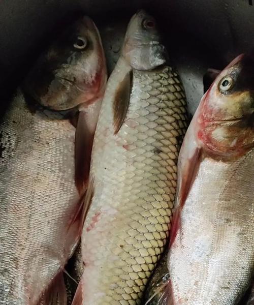 万峰湖野钓鲢鳙技巧大揭秘（掌握万峰湖野钓鲢鳙的捕获技巧）  第1张