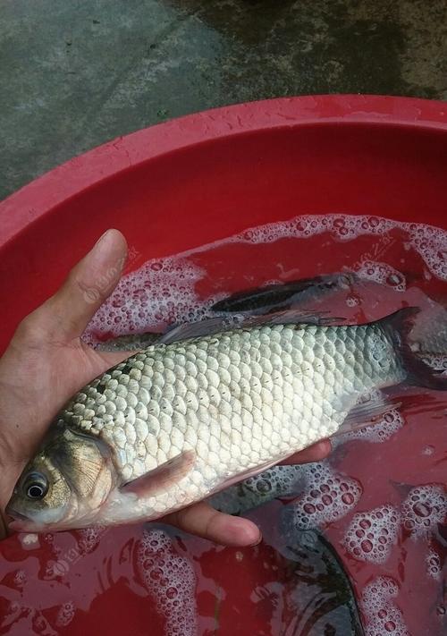 夏季钓鲫鱼的最佳方法与技巧（高效钓鲫鱼）  第1张