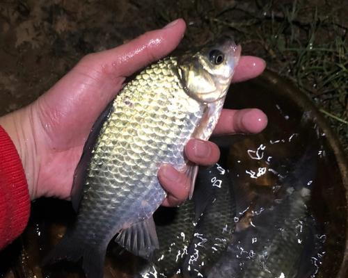 夏季夜钓黑坑鲫鱼鲤鱼技巧（暑夜捕鱼攻略）  第1张