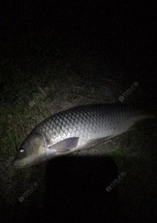 夏季夜钓鲫鱼鲤鱼的技巧和方法（守夜、诱饵、装备三要素助你成功钓获丰收）  第1张