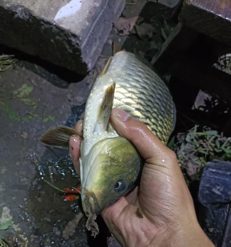 夏季夜钓鲫鱼鲤鱼技巧（调漂的关键方法）  第1张