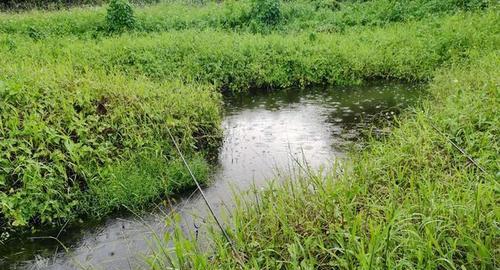 夏天暴雨后钓鱼技巧（应对暴雨后的挑战）  第1张