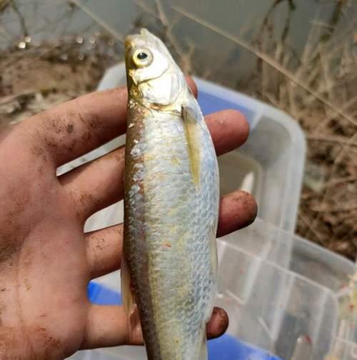 夏天钓白条浮漂技巧与方法（解密白条钓鱼技巧）  第1张