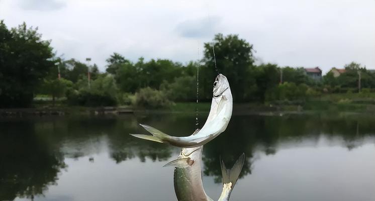 解密夏日钓鱼不上钩的技巧（夏天钓鱼不上钩的原因及应对方法）  第1张