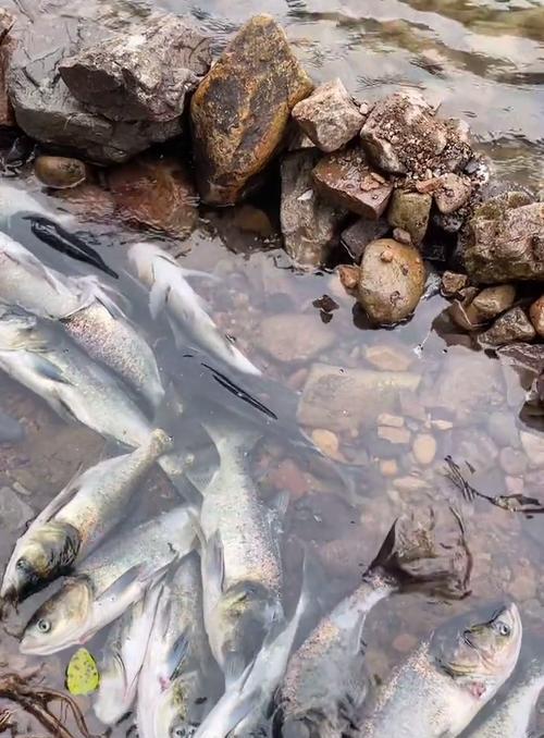 急流中钓鱼技巧（小河流中的高难度钓鱼）  第1张