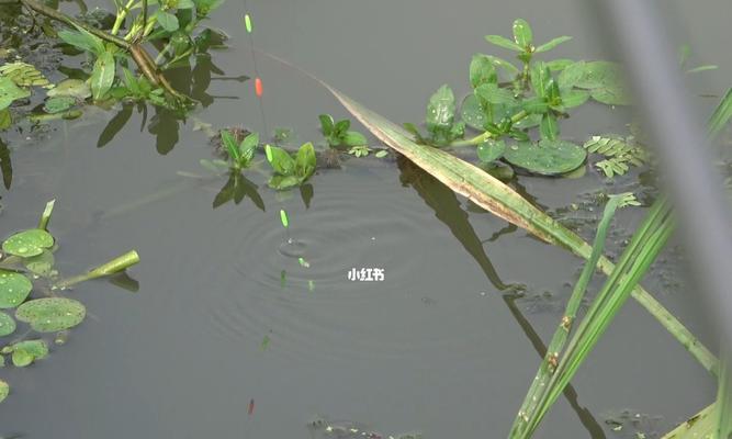 小区旁河道钓鱼技巧（挑选合适的鱼钩和鱼饵）  第1张