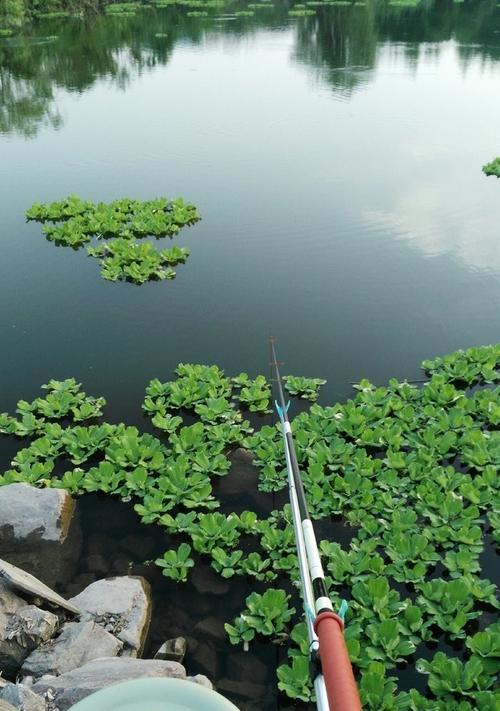 小型浮漂钓鲤鱼技巧（提升成功率的实用经验分享）  第1张