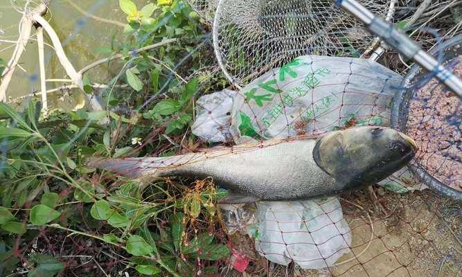 湖南野钓钓鱼技巧详解（湖南野钓鱼的高效技巧）  第1张