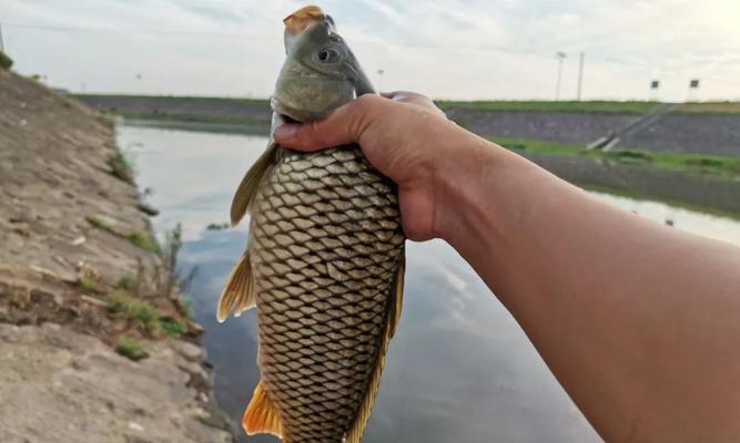 野钓肥水鲤鱼的技巧与经验（掌握肥水鲤鱼的钓鱼诀窍）  第1张