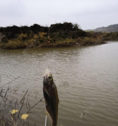 野钓刮风的最佳技巧与方法（守住鱼钩的秘密武器-野钓刮风的技巧与策略）  第1张