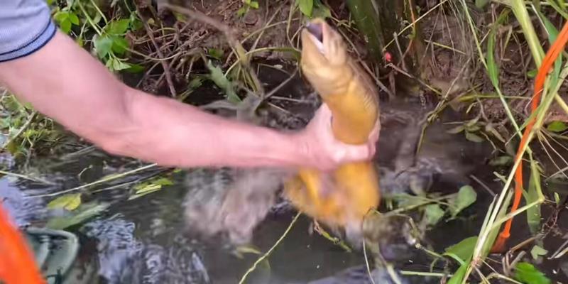 野钓黄鳝鱼技巧（探秘黄鳝鱼捕捞技巧与经验分享）  第1张