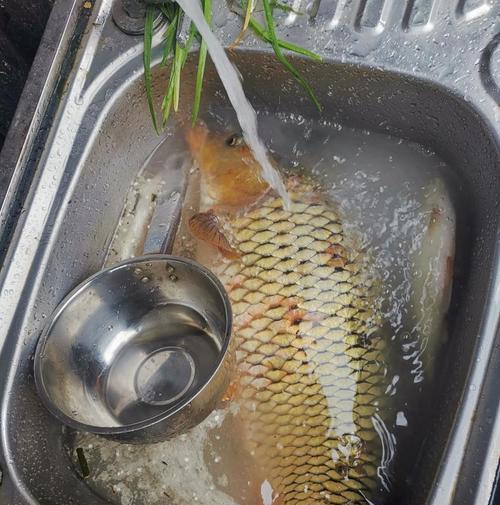 钓野生鲤鱼的特殊技巧（提高钓鲤成功率的关键技术）  第1张