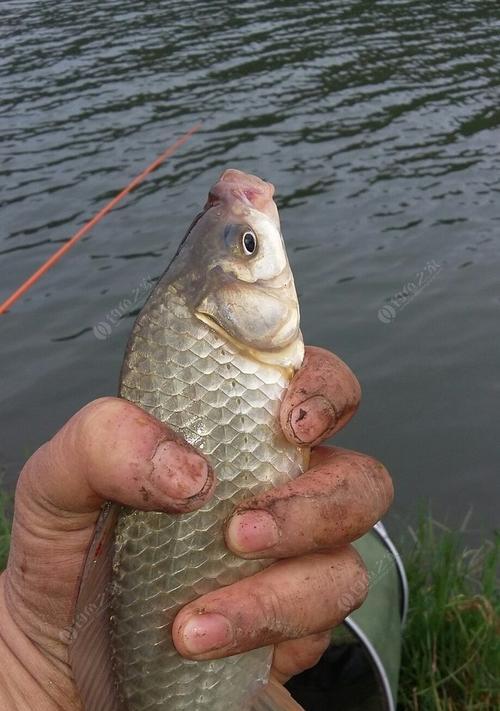 野生特大蚯蚓钓鱼秘籍（钓鱼高手教你如何利用野生特大蚯蚓增加钓鱼成功率）  第1张