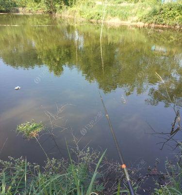 探秘野塘水怪的鲢鳙鱼钓鱼技巧（揭秘钓鲢鳙鱼的绝密技巧）  第1张