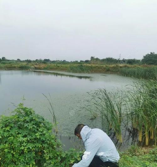 探秘野塘台钓鱼技巧（钓鱼高手分享的有效技巧与经验）  第1张