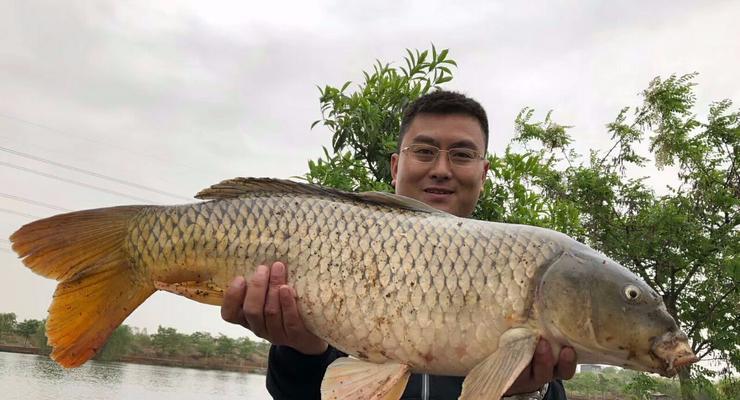 大师野外钓鲤鱼的技巧与方法（掌握关键步骤）  第1张