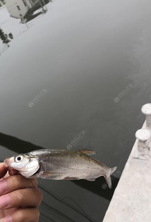 夜晚半水钓翘嘴的技巧（技巧详解及钓饵选择）  第2张