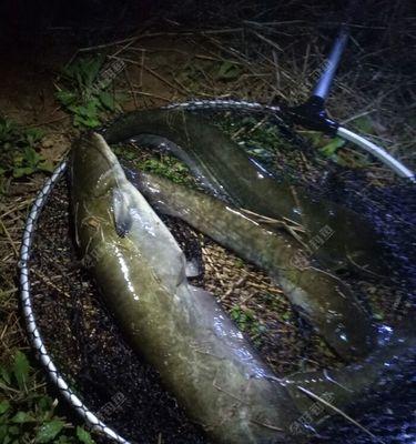 夜晚钓大鲶鱼的绝技（掌握夜晚钓鲶鱼的技巧）  第3张