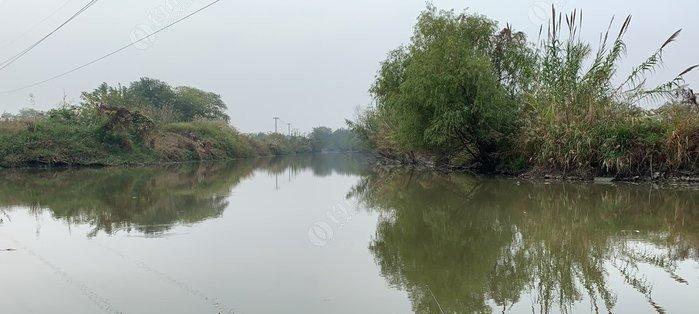 余杭区今天野河野钓鲫鱼的技巧（掌握技巧）  第1张