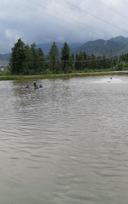 鱼池肥水钓鱼技巧大揭秘（一网打尽钓鱼心得分享）  第2张