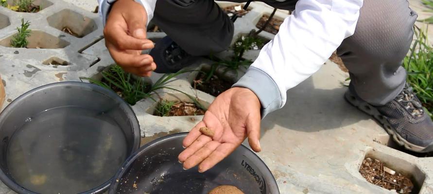 鱼饵的配制与使用技巧（钓鱼达人分享配制鱼饵的方法与使用技巧）  第3张