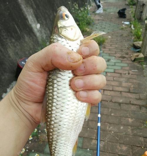 超大鱼饵钓大鱼的绝招（技巧解析）  第1张