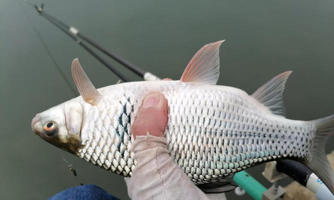 提升钓鱼技巧的鱼饵调漂实战教学（掌握关键技巧）  第2张