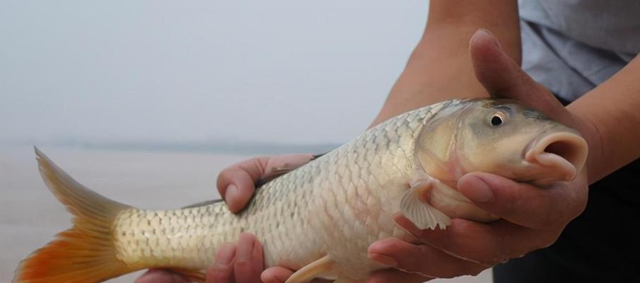 鱼塘野钓鲤鱼的高效技巧（掌握这一关键）  第3张