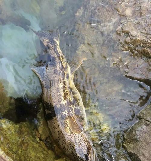 闸门口流水钓桂鱼的技巧（掌握适合的饵料与钓法）  第2张