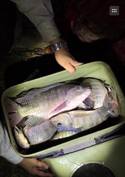 湛江地区野钓罗非鱼技巧（掌握湛江地区罗非鱼野钓的技巧与经验）  第1张