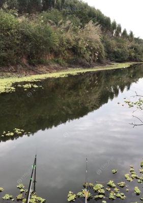 池塘钓鱼的技巧与经验（钓鱼者必知的天气关键）  第1张