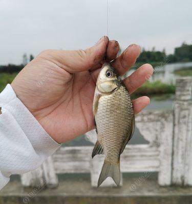 白露过后野钓鲫鱼有哪些技巧？如何提高钓鲫鱼的成功率？  第3张