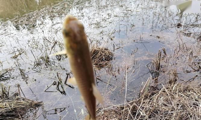 白露后阴雨天钓鱼技巧有哪些？如何应对天气变化提高钓鱼成功率？  第2张