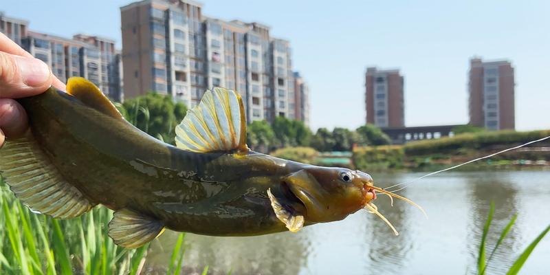 白天如何野外钓黄骨鱼？有哪些有效技巧？  第3张