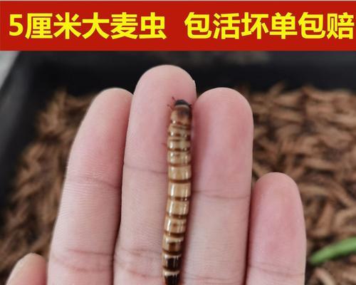 半桶虫子钓鱼技巧有哪些？如何提高钓鱼成功率？  第2张