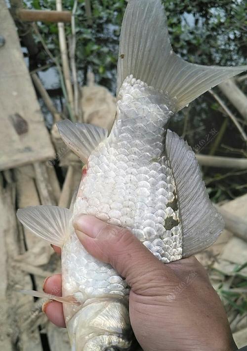 北方春天野钓鲫鱼时饵料如何搭配？有哪些技巧？  第2张