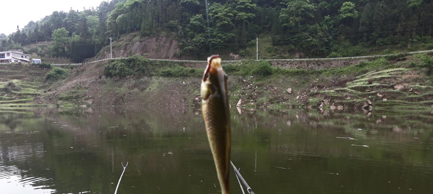 北方冬季阴天野钓鲫鱼有哪些技巧？如何提高钓鲫鱼的成功率？  第1张